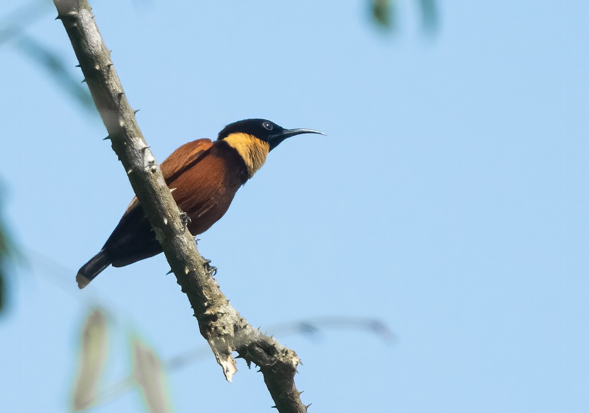 Buff-throated Sunbird - ML313797761