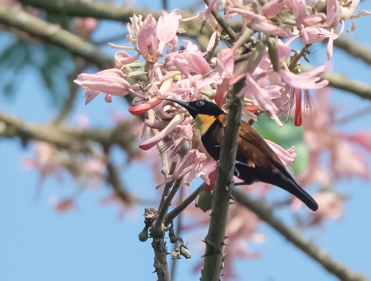 Buff-throated Sunbird - ML313797771