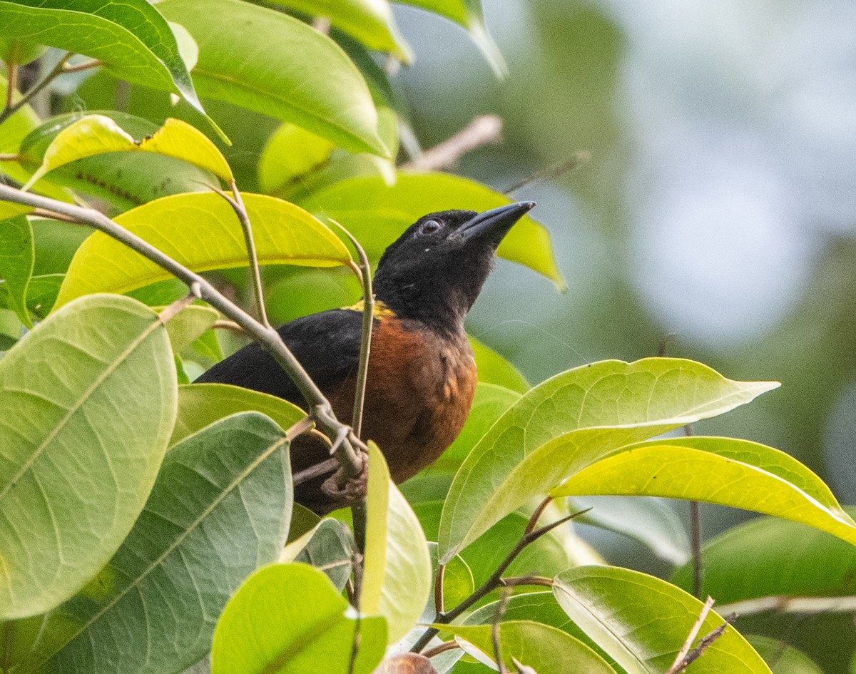 Yellow-mantled Weaver - ML313797901