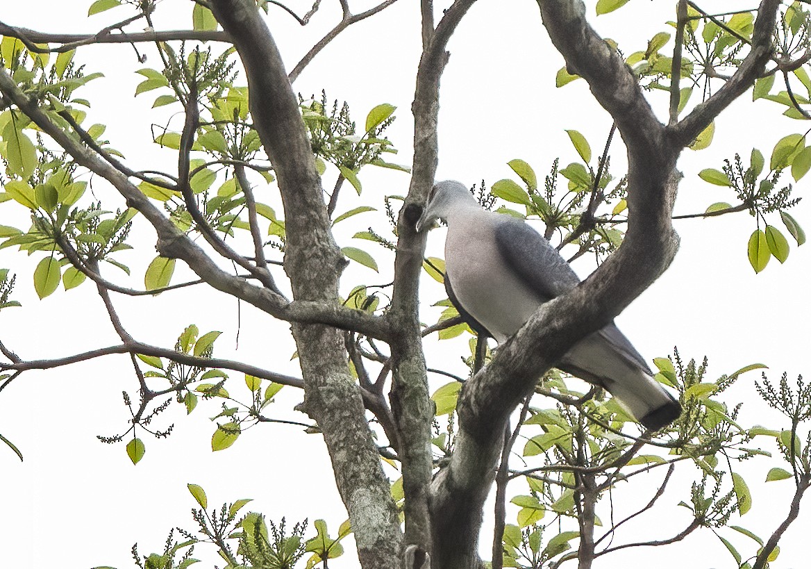 Pigeon gris - ML313798611