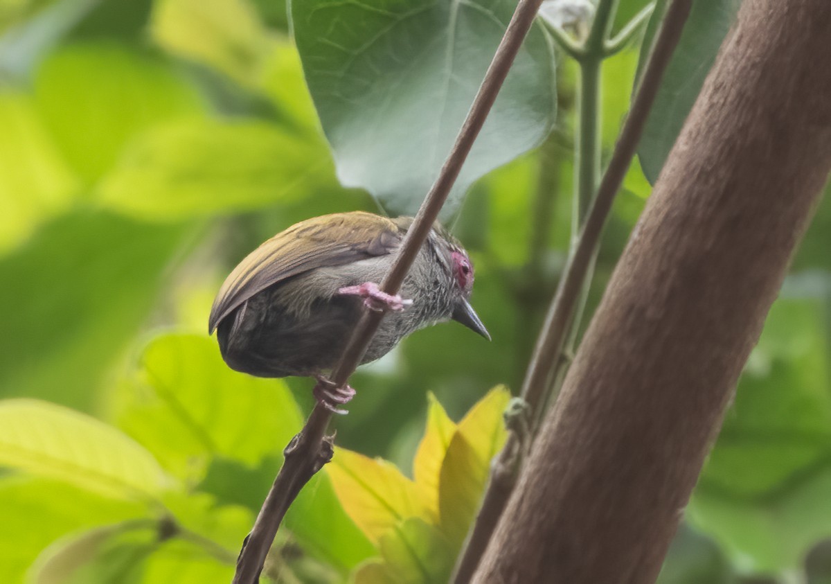 African Piculet - ML313798991