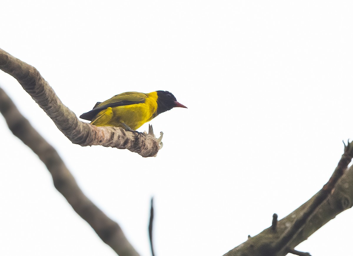 Black-winged Oriole - ML313799051