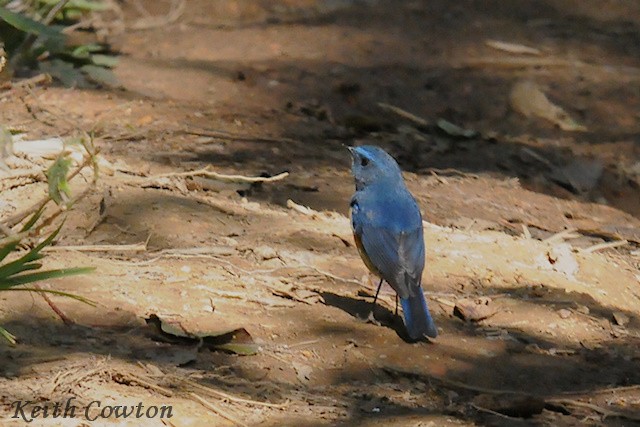 Himalayan Bluetail - ML313799861