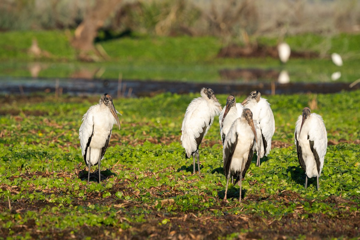 Wood Stork - Justin Bright