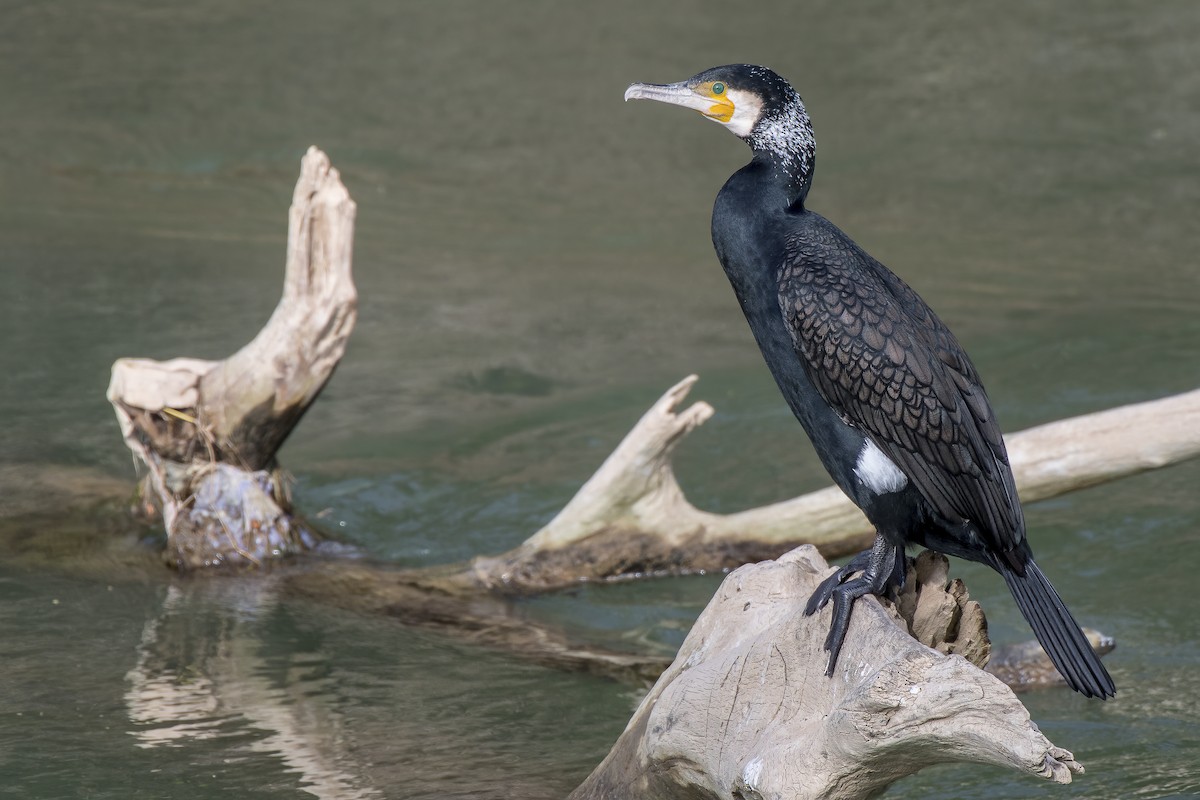 Great Cormorant - ML313801411