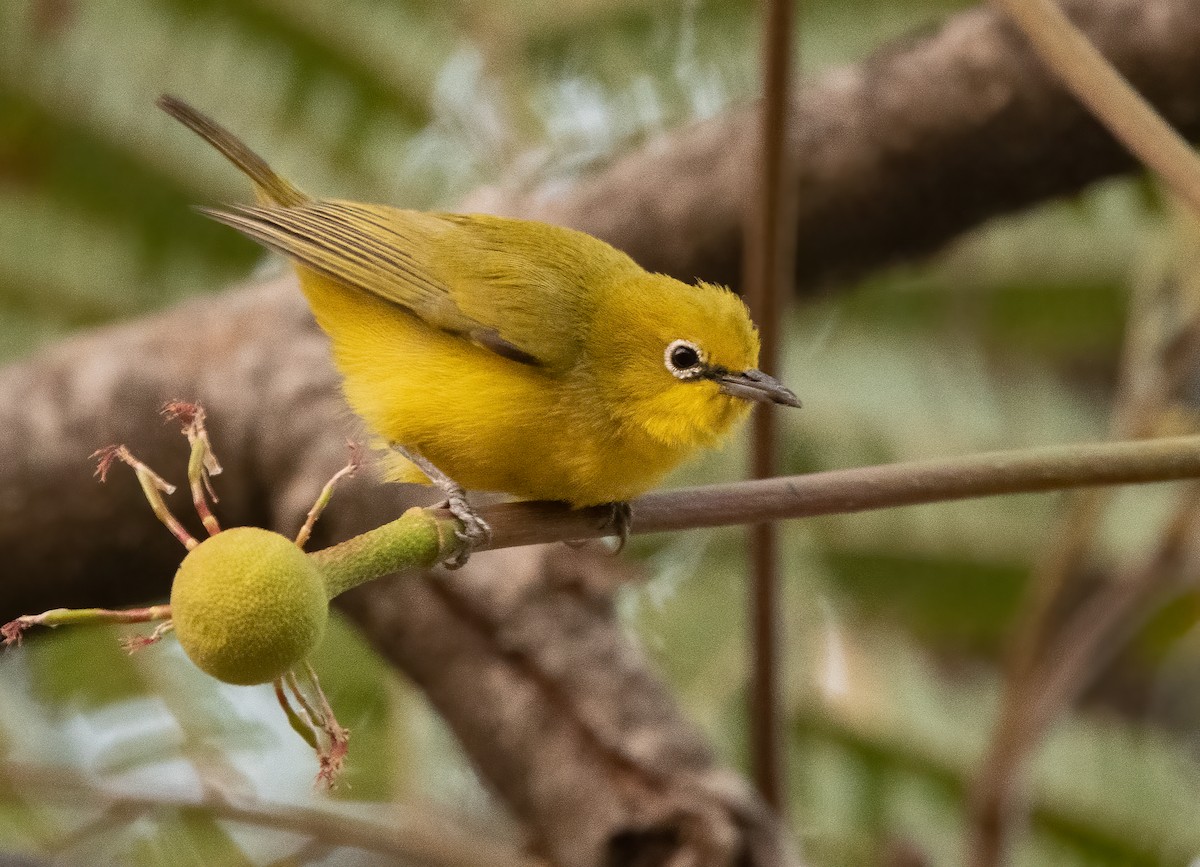 Northern Yellow White-eye - John Sterling