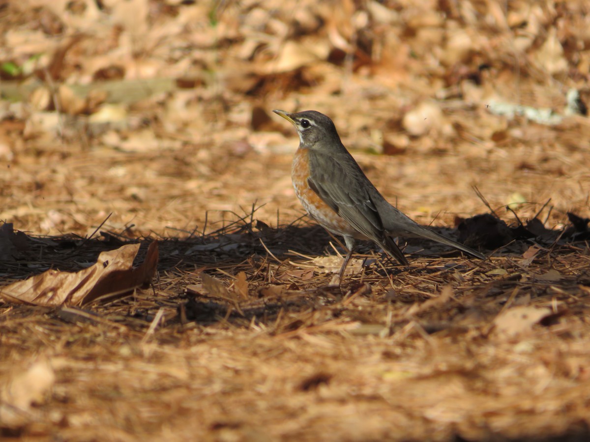 American Robin - ML313804981