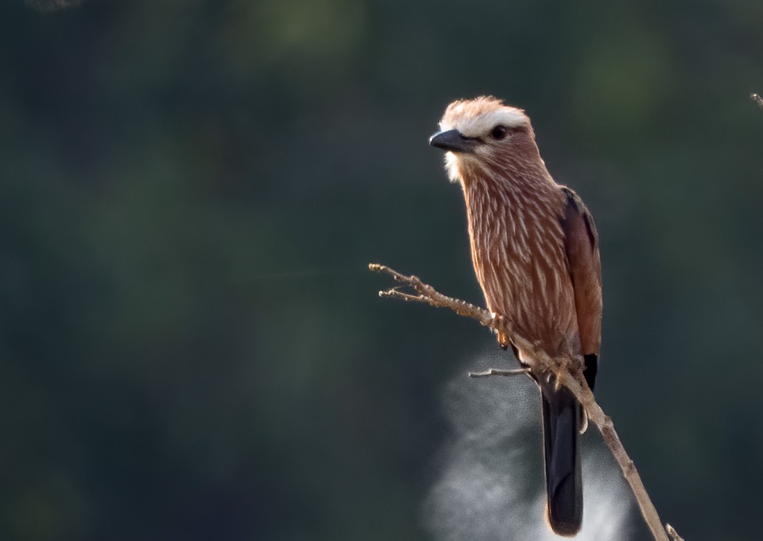 Purple Roller - ML313805821