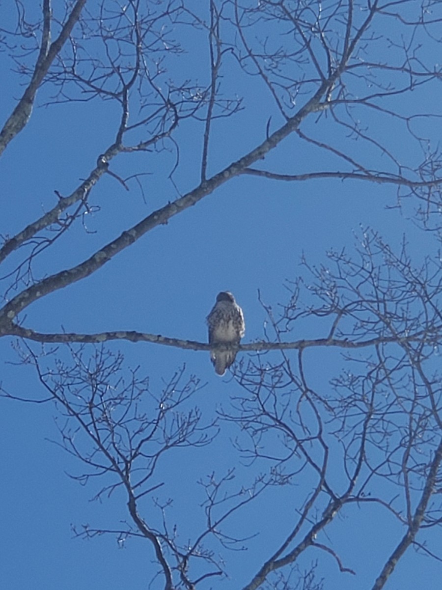 Red-shouldered Hawk - ML313806101