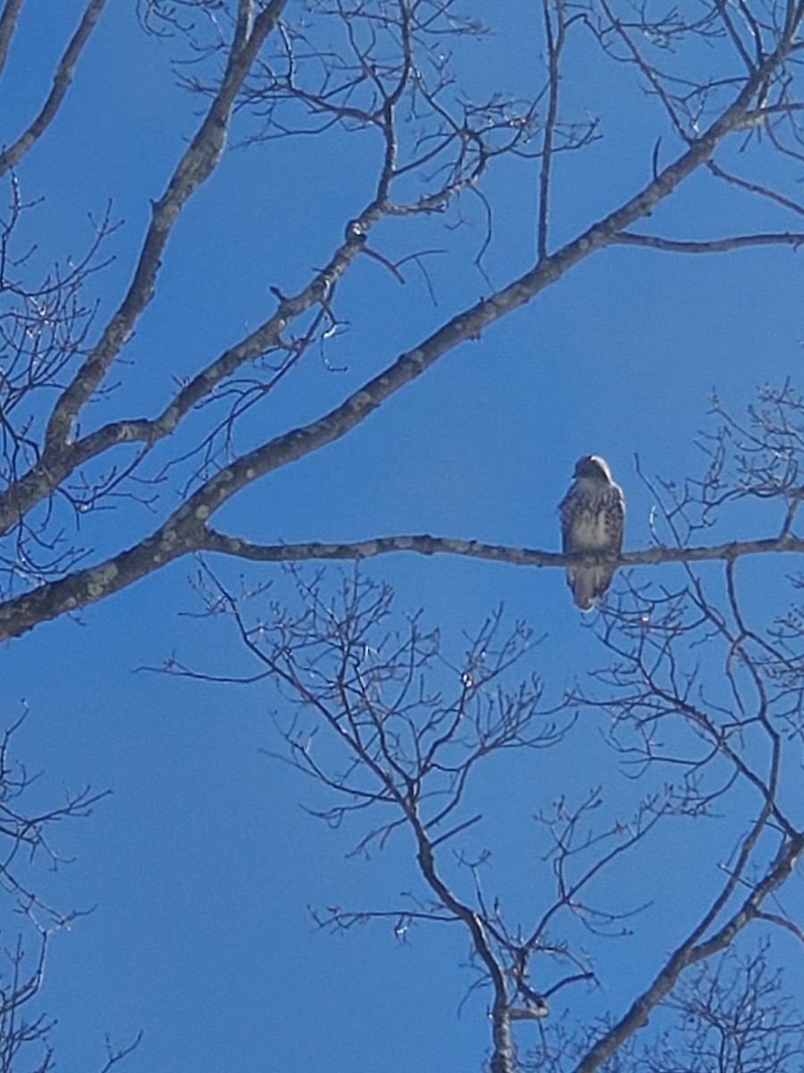 Red-shouldered Hawk - Michael Grossman