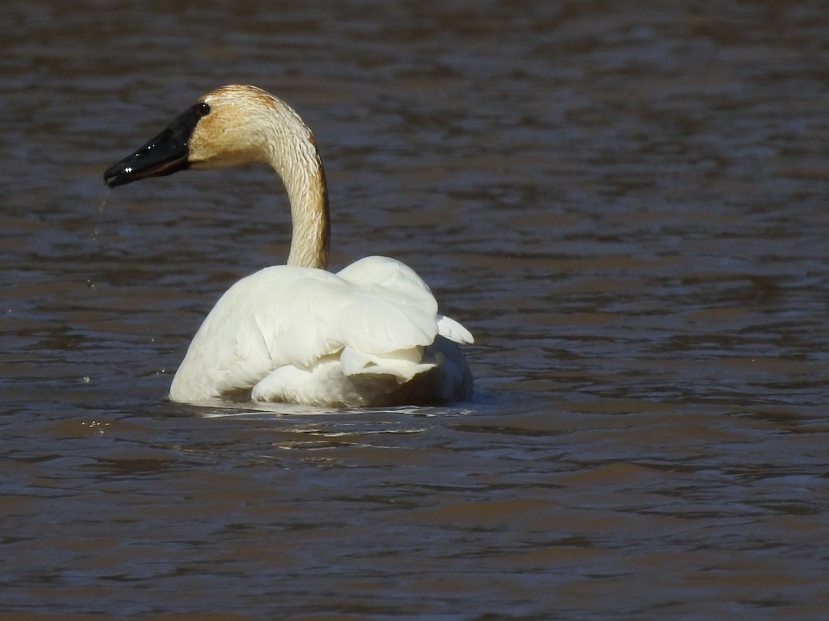 Tundra Swan - ML313807181