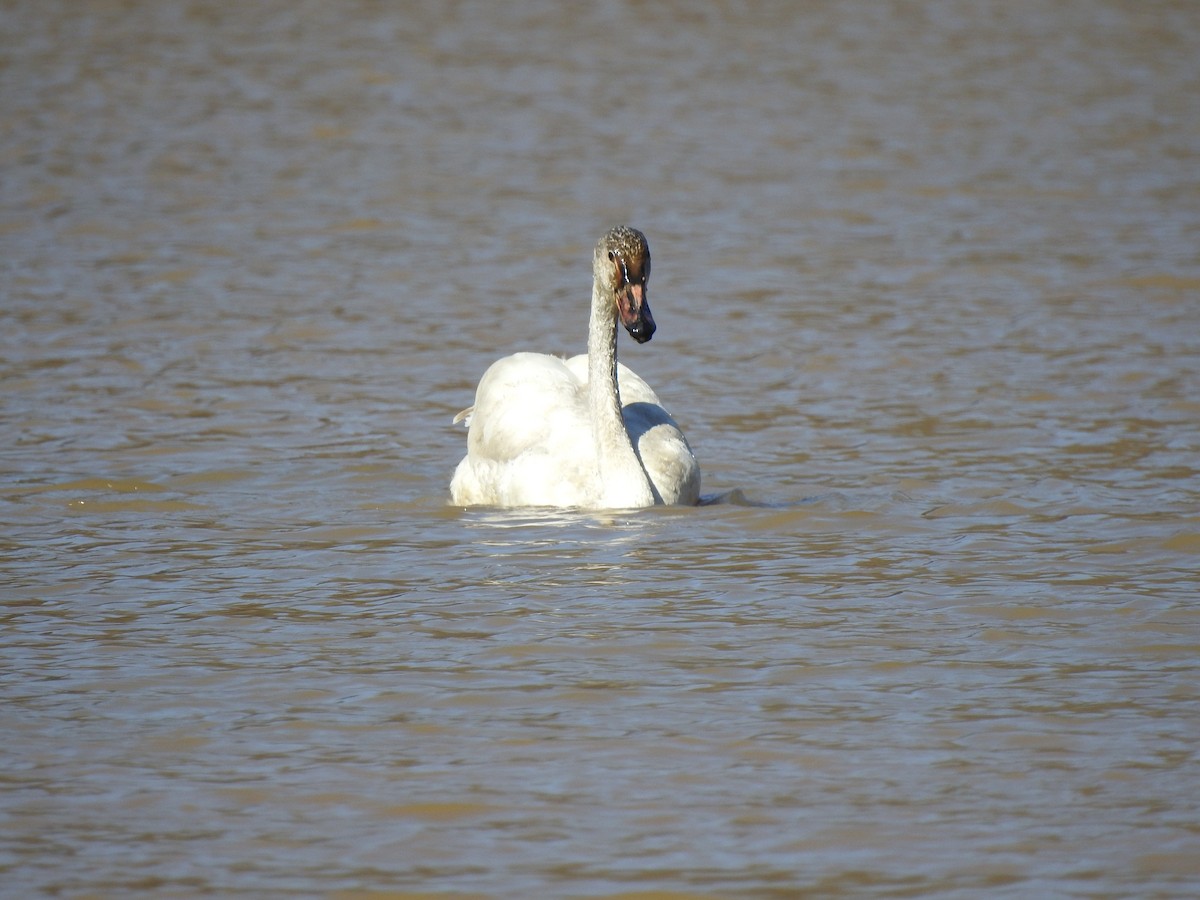 Tundra Swan - ML313807211