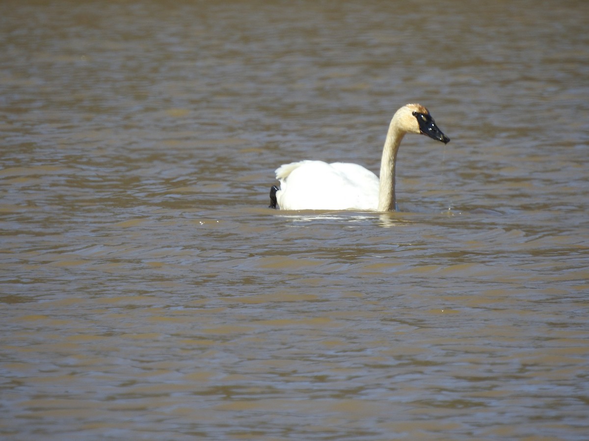 Tundra Swan - ML313807221