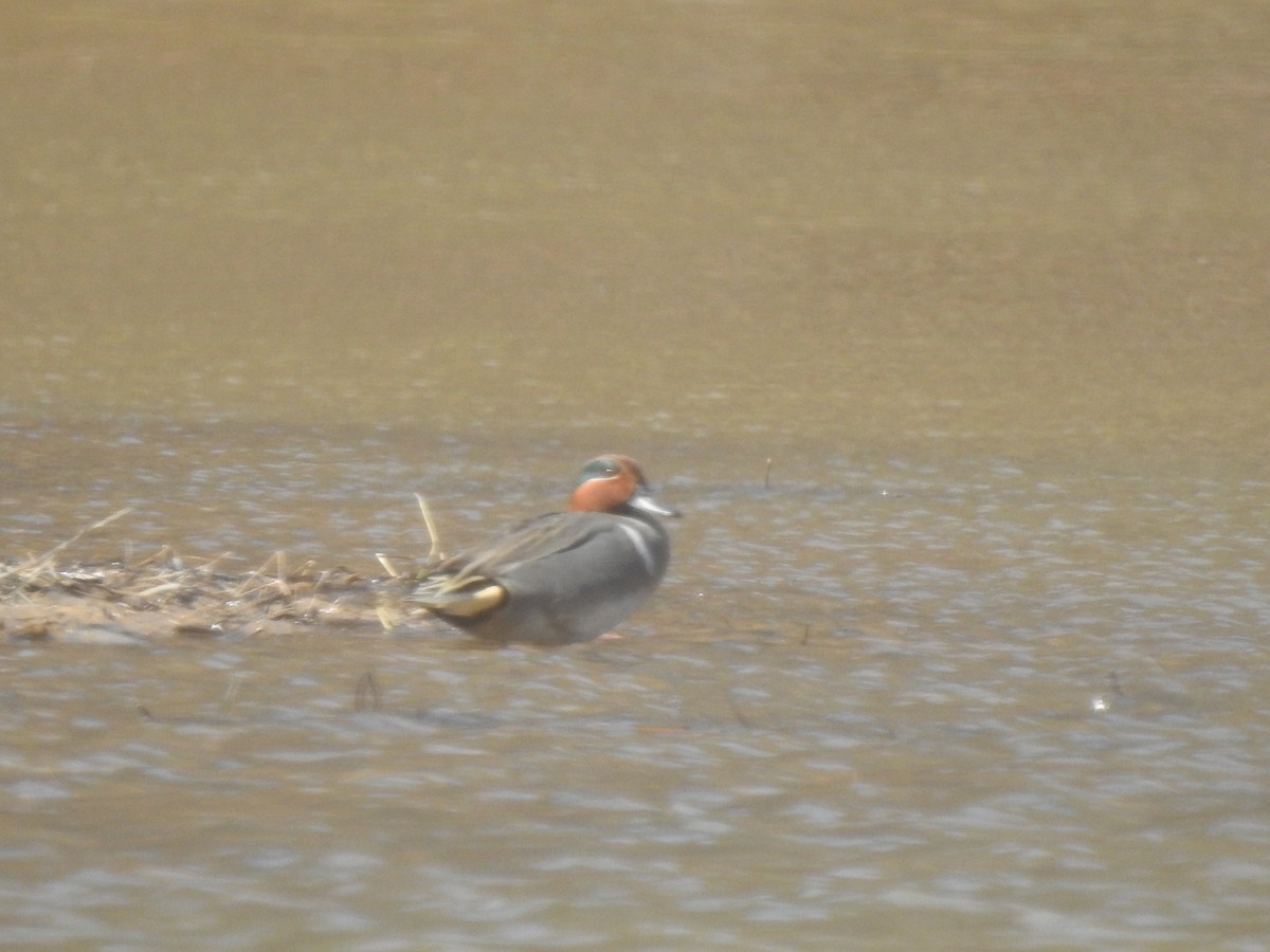 Green-winged Teal - ML313807471