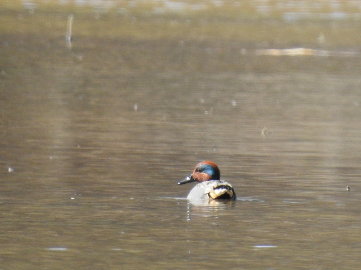Green-winged Teal - ML313807481