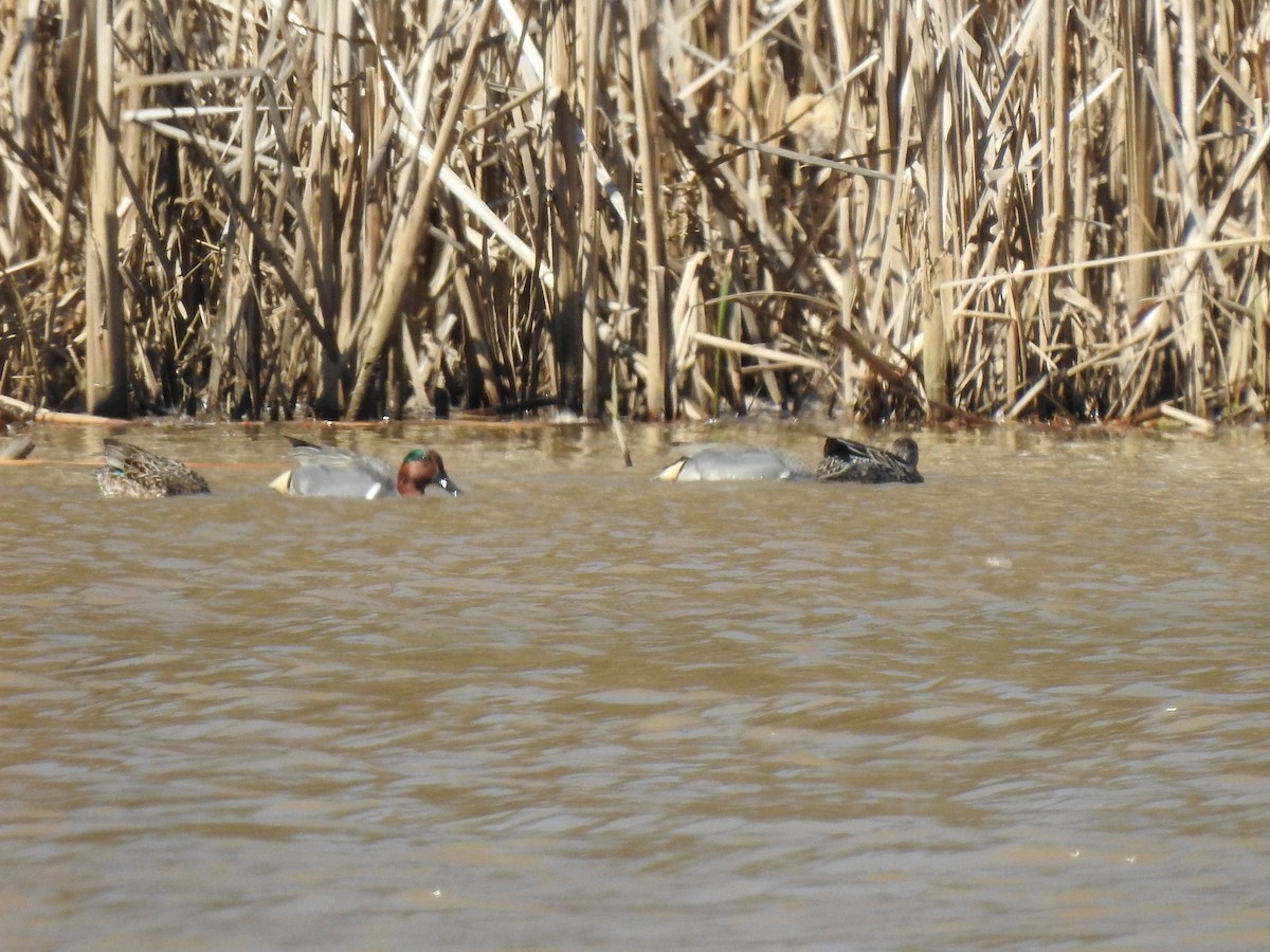 Green-winged Teal - ML313807551