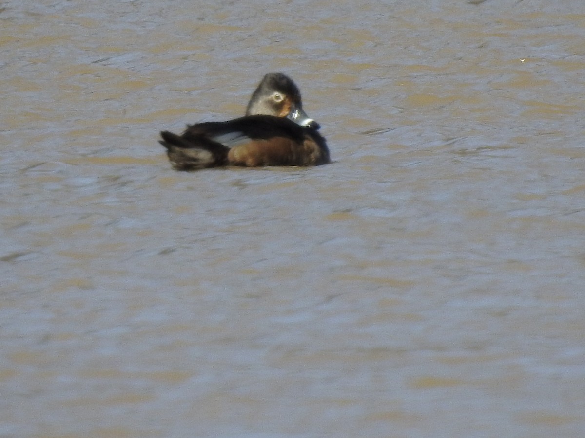 Ring-necked Duck - ML313807681