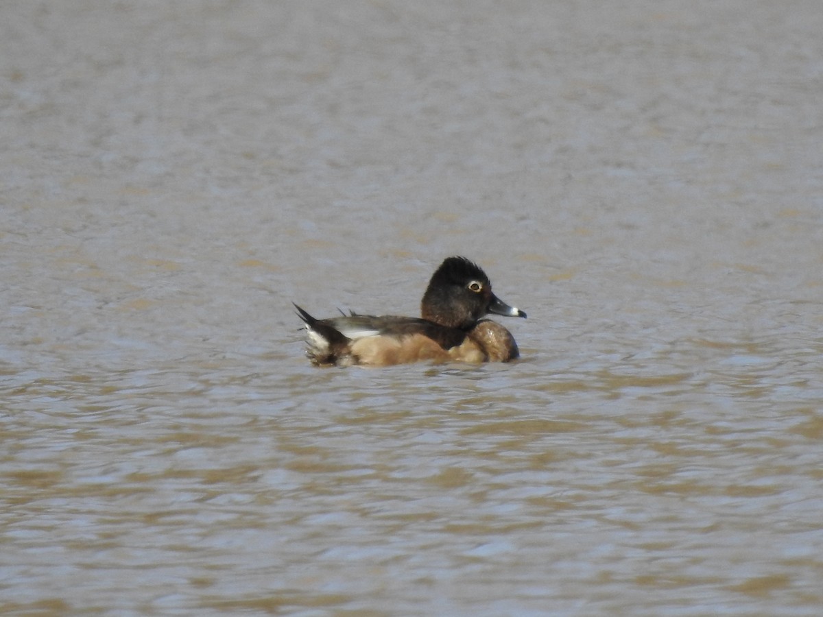 Ring-necked Duck - ML313807691