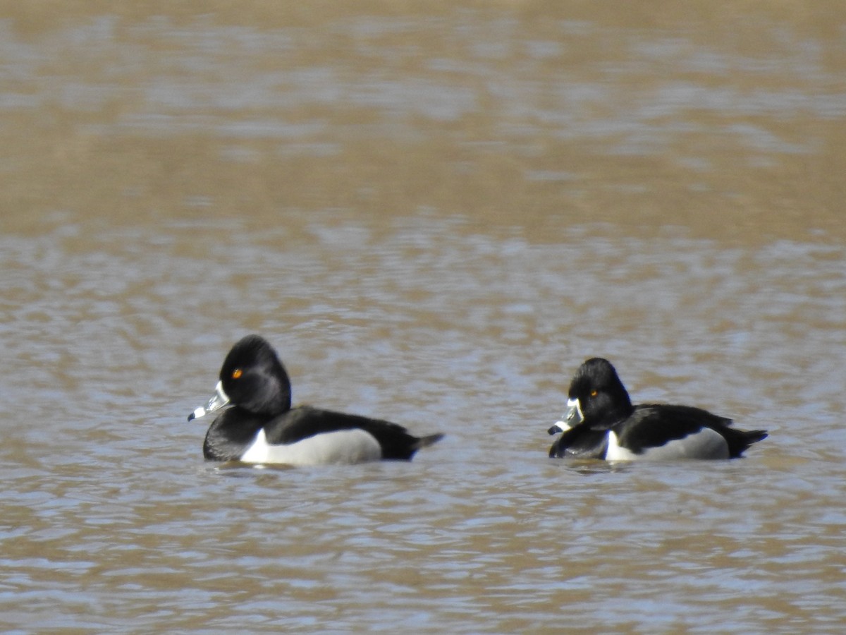 Ring-necked Duck - ML313807711