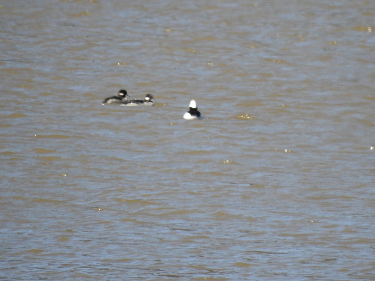 Bufflehead - ML313807831