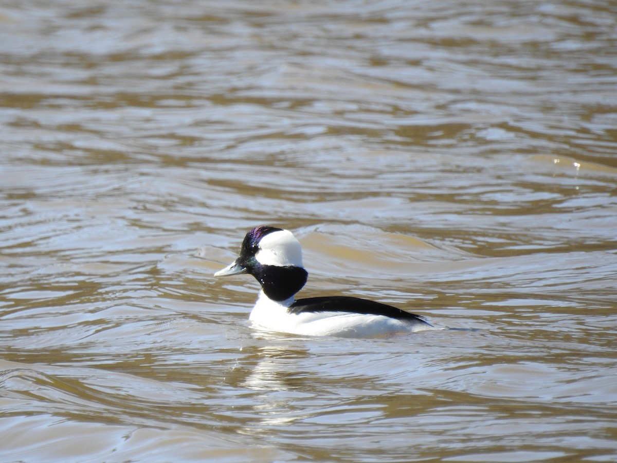 Bufflehead - ML313807851