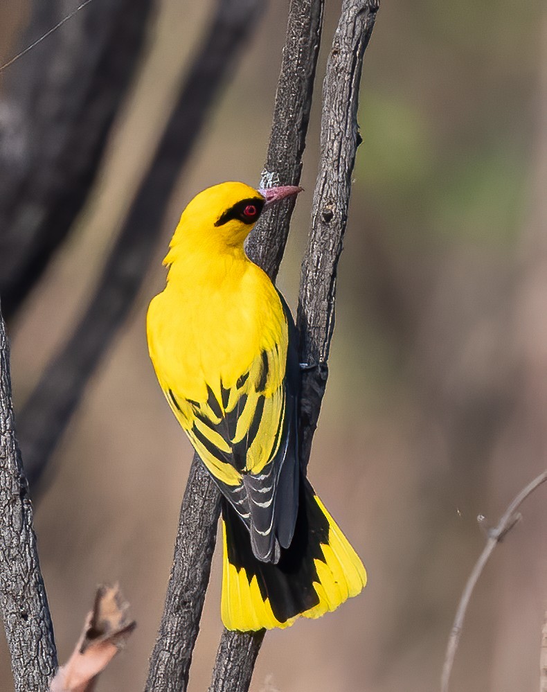 African Golden Oriole - ML313807941