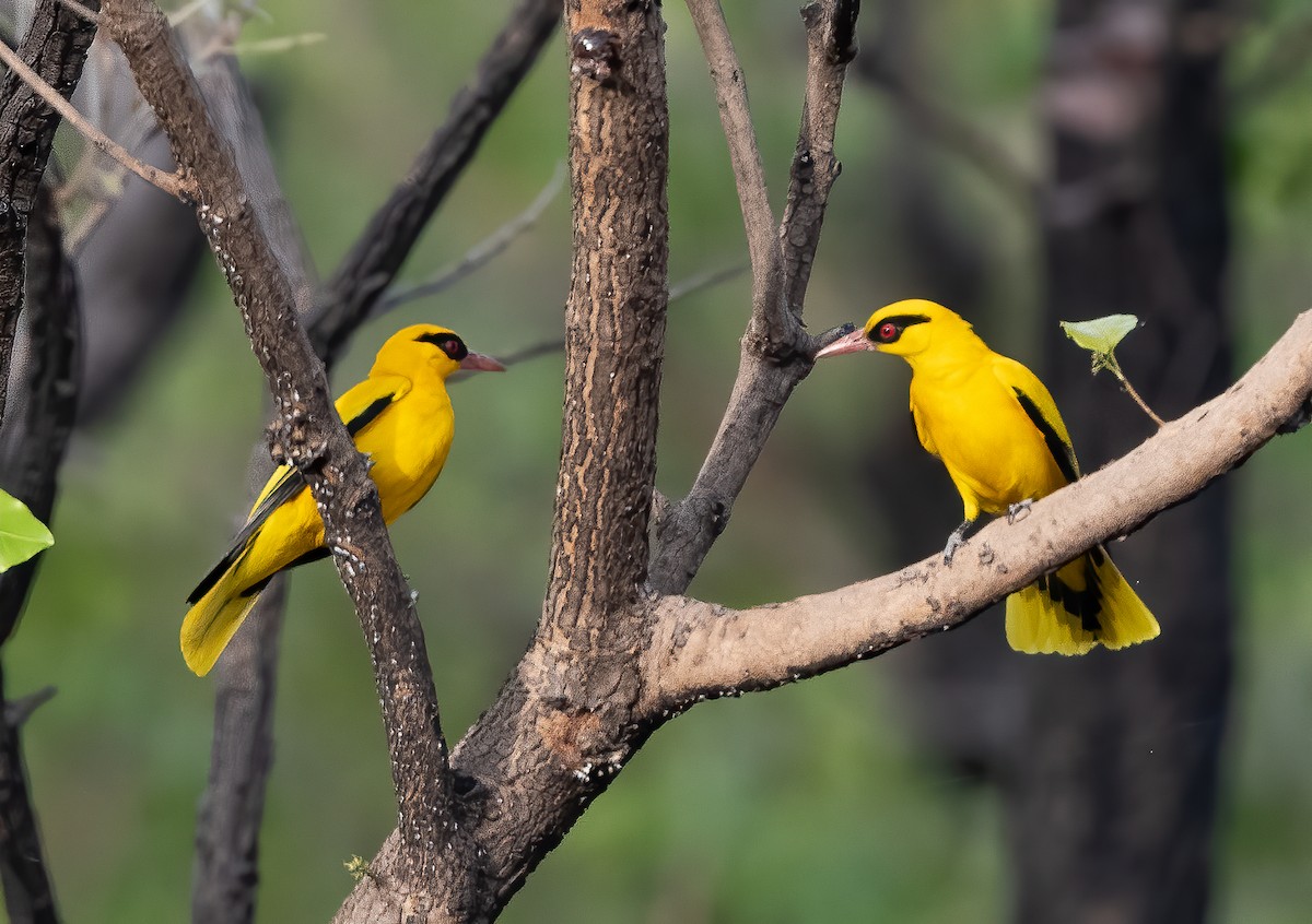 African Golden Oriole - ML313807961