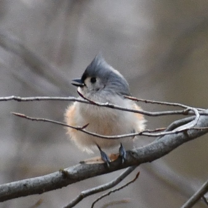 Tufted Titmouse - ML313807971