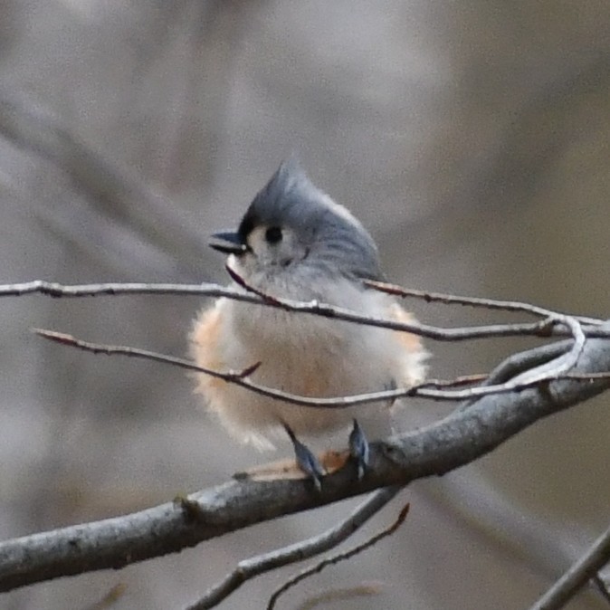 Tufted Titmouse - ML313807971