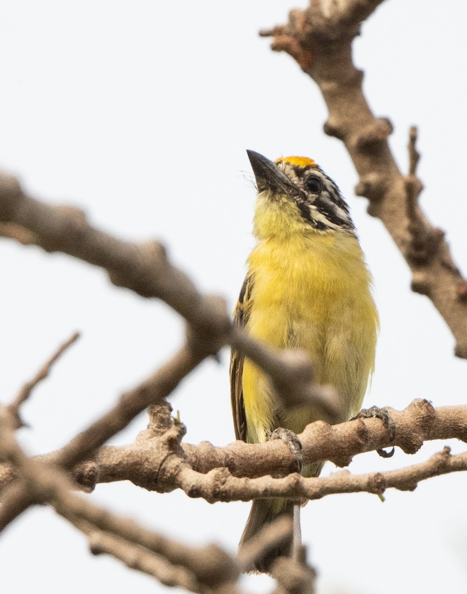 Yellow-fronted Tinkerbird - ML313808021