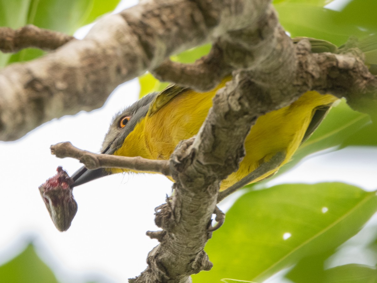 Gray-headed Bushshrike - ML313808101