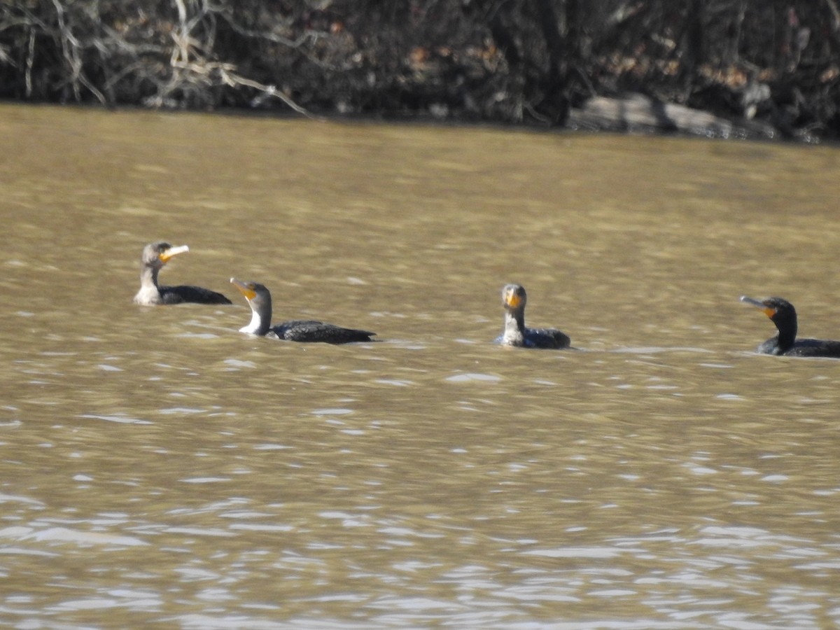 Double-crested Cormorant - ML313808201