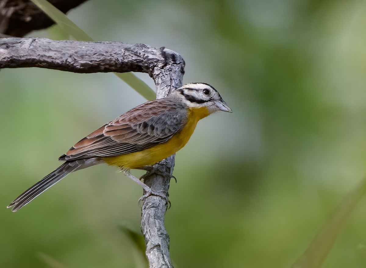 Brown-rumped Bunting - ML313808231