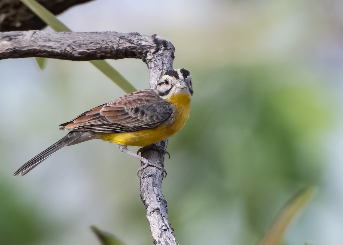 Brown-rumped Bunting - ML313808241