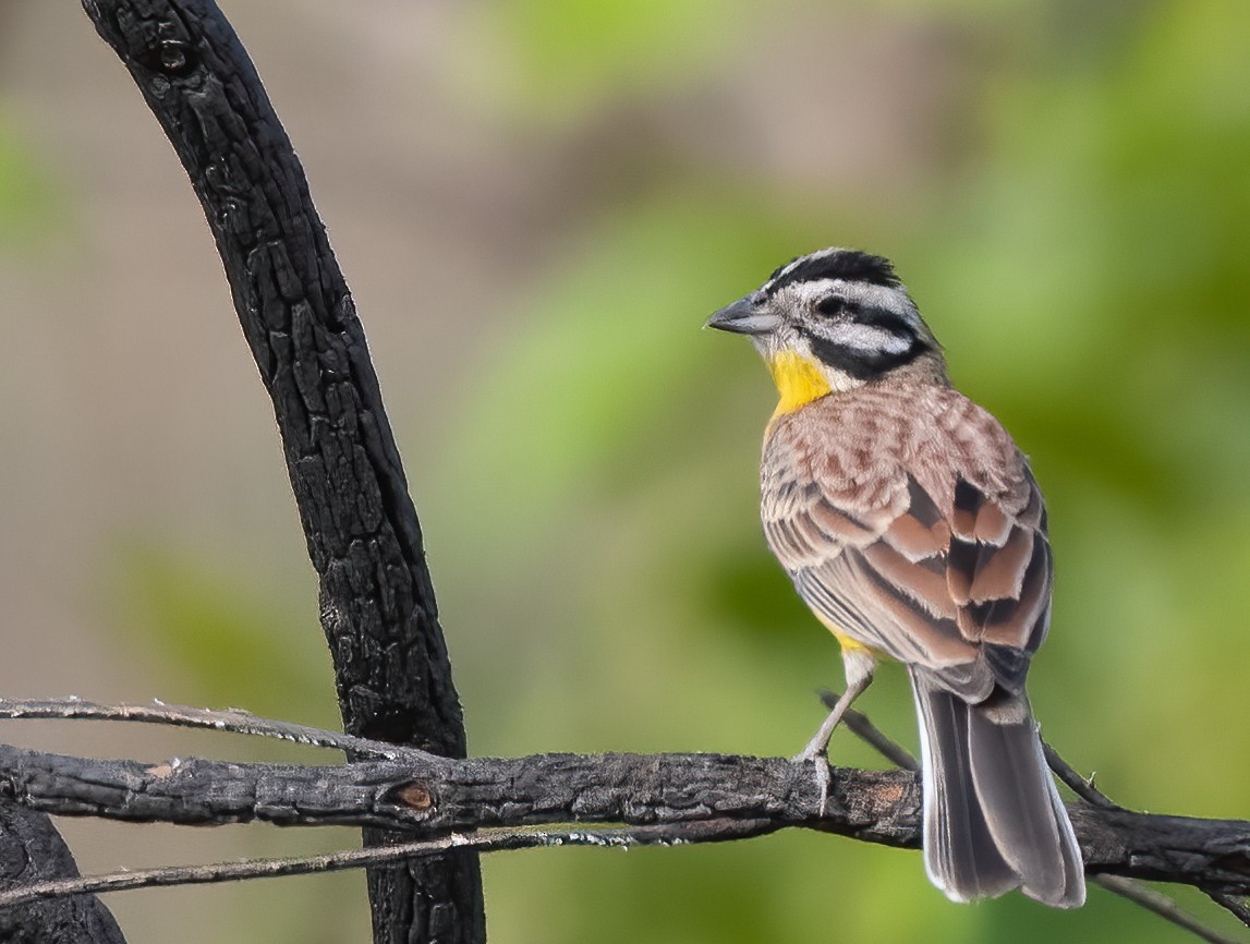 Brown-rumped Bunting - ML313808261