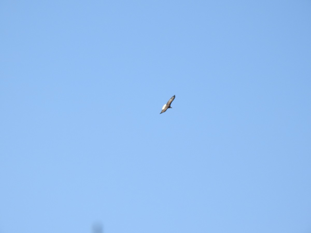 Bald Eagle - ML313809011