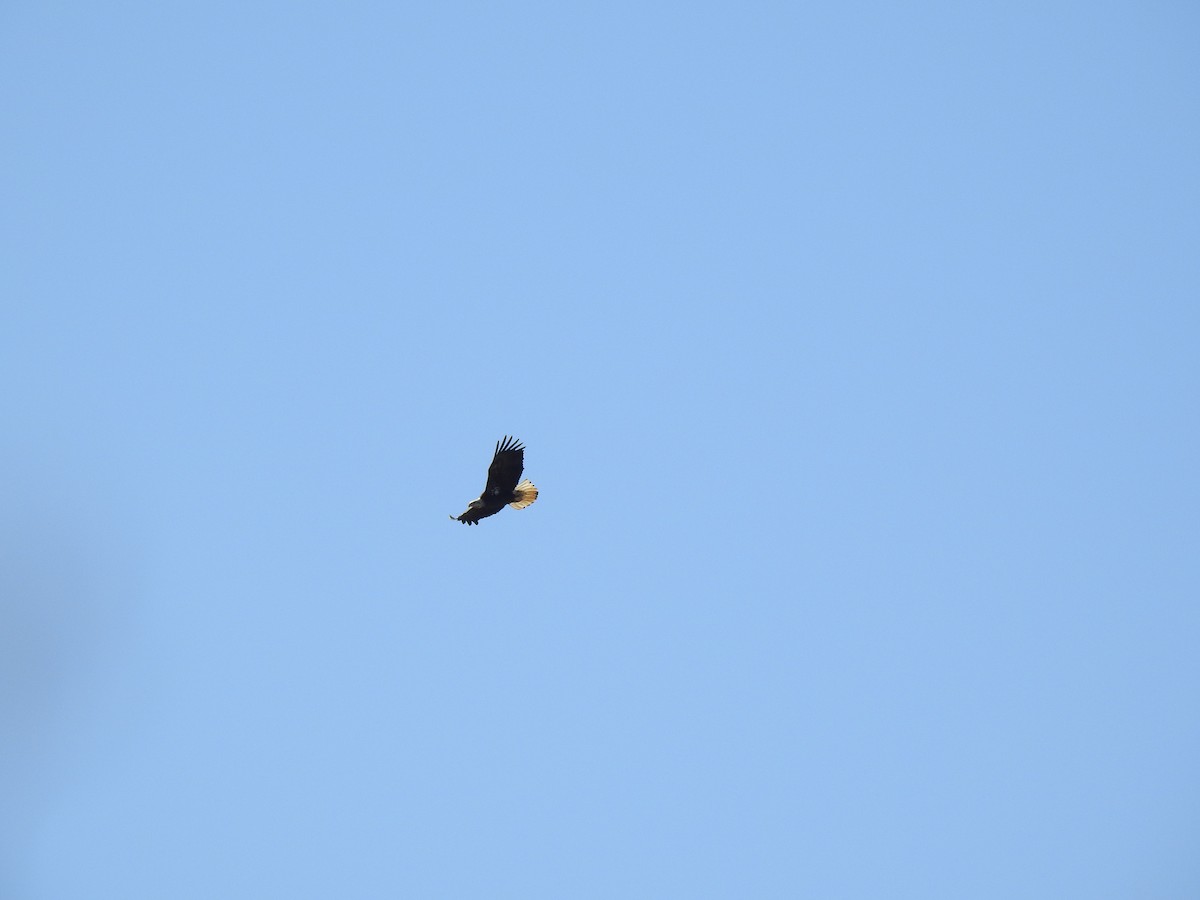 Bald Eagle - ML313809021