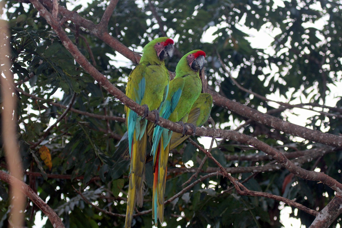 Great Green Macaw - ML31380941