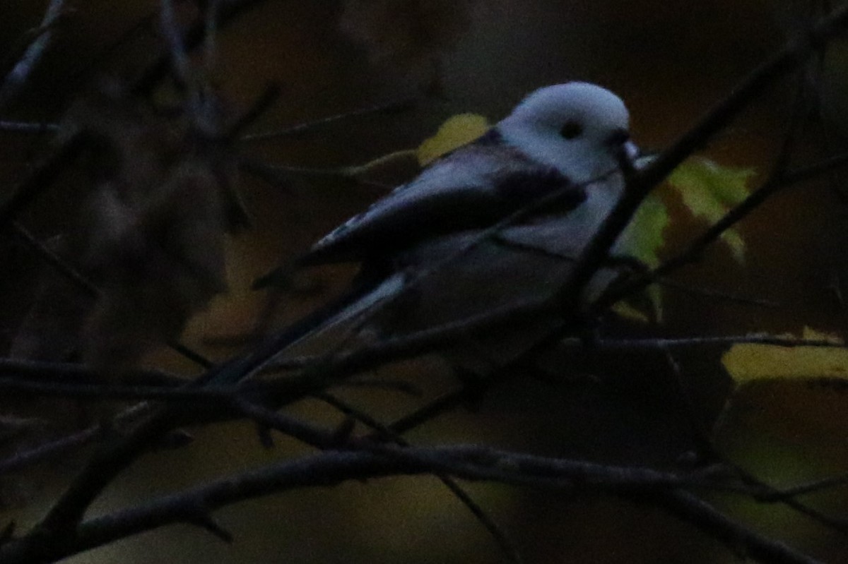 Long-tailed Tit (caudatus) - ML313812721