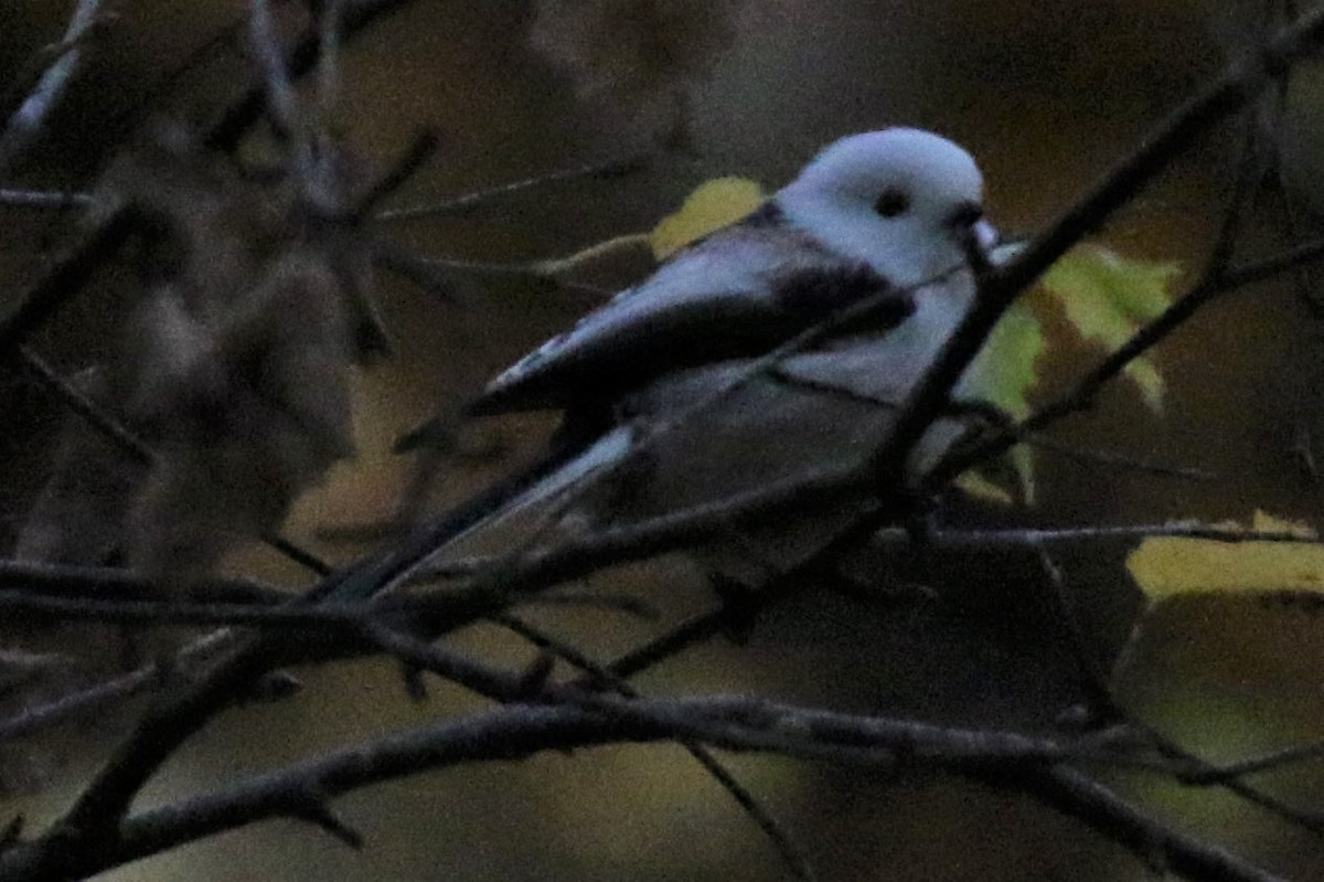 Long-tailed Tit (caudatus) - ML313812801