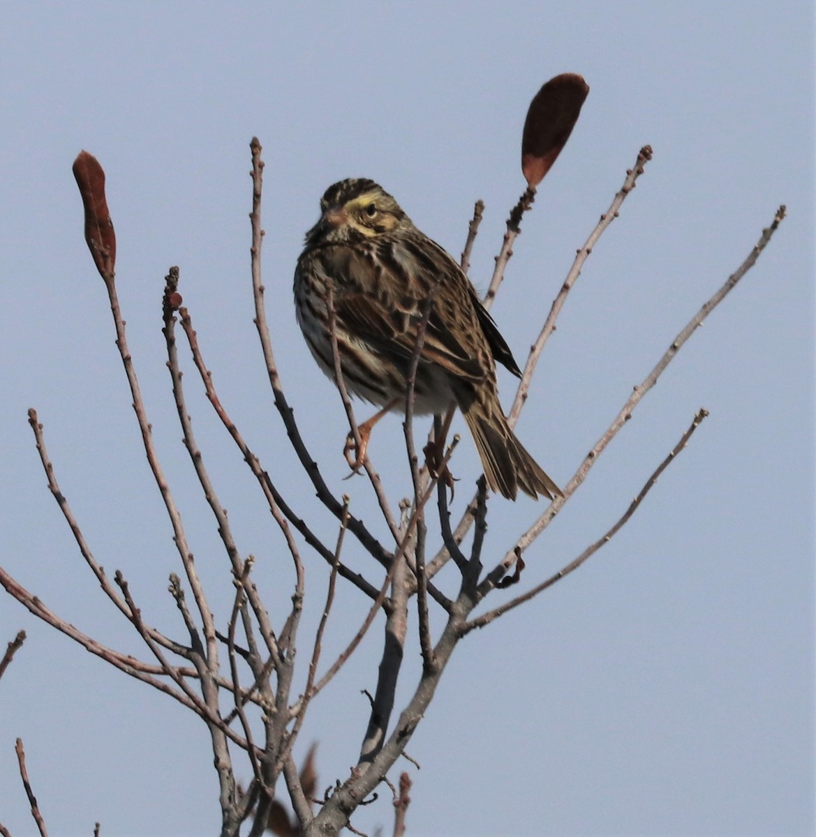 Savannah Sparrow - bill belford