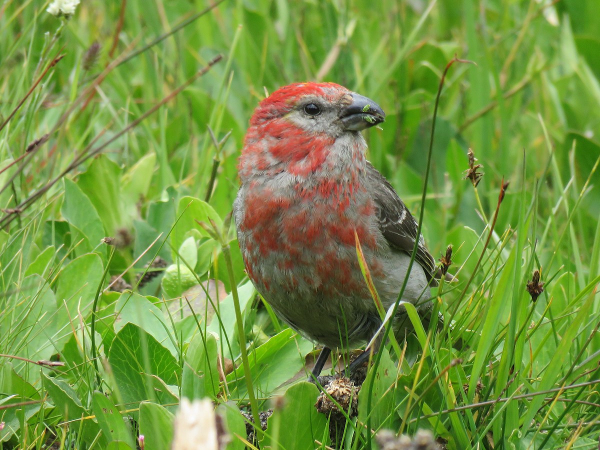 Pine Grosbeak - Jan Hansen