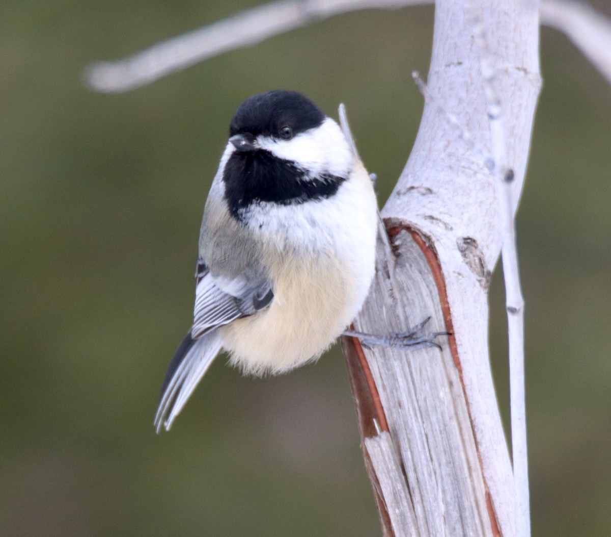 Black-capped Chickadee - ML313815181