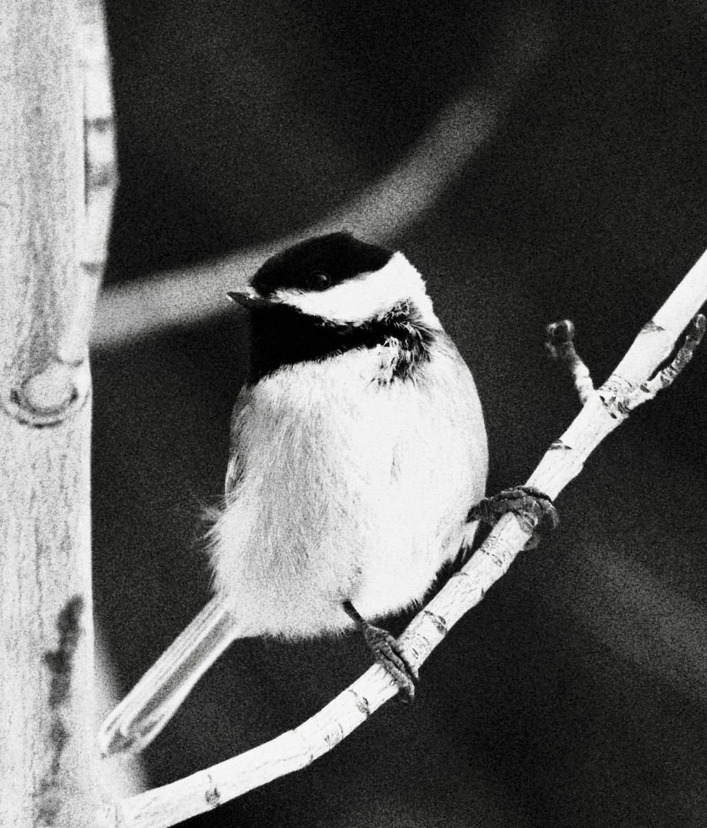 Black-capped Chickadee - ML313815231