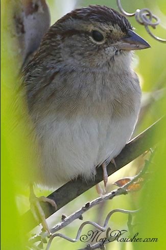 Bachman's Sparrow - ML313816101