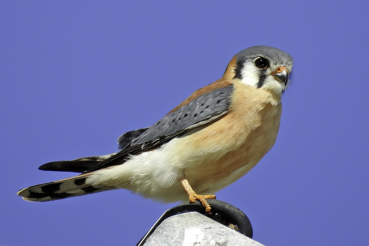 American Kestrel - Steve Raduns