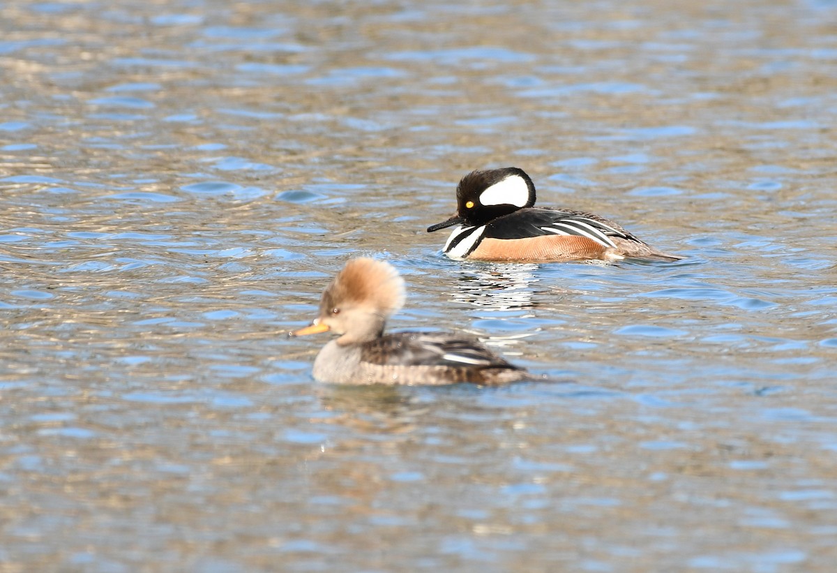 Hooded Merganser - ML313818551