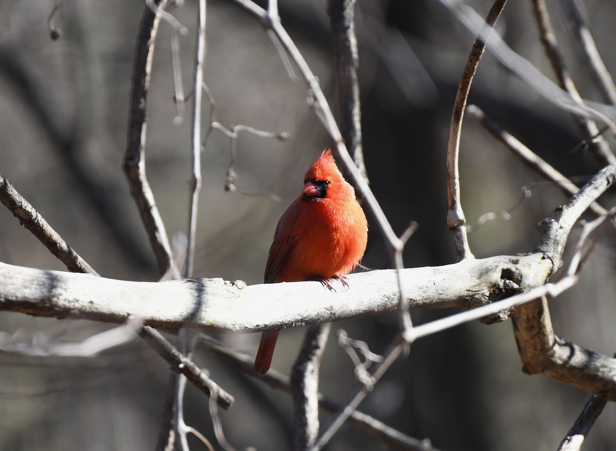 Cardinal rouge - ML313818561