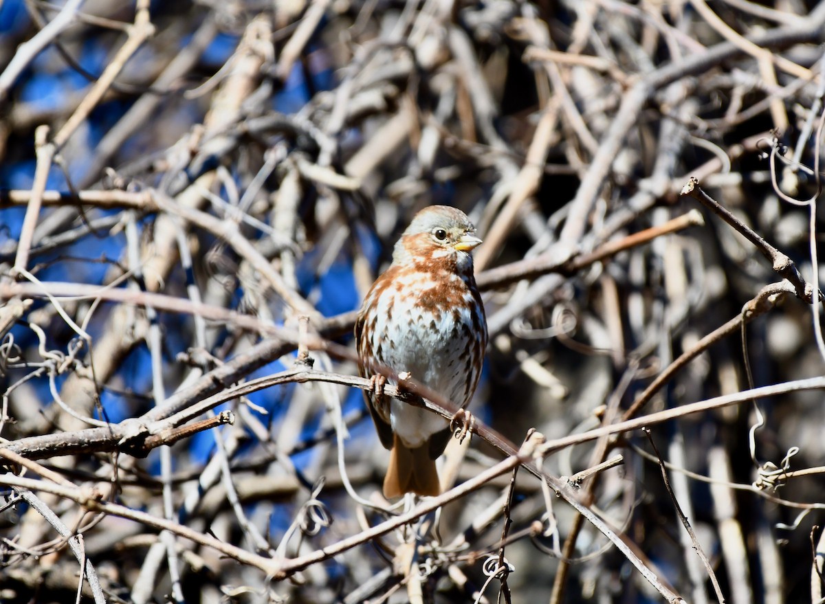 Fox Sparrow - ML313818711