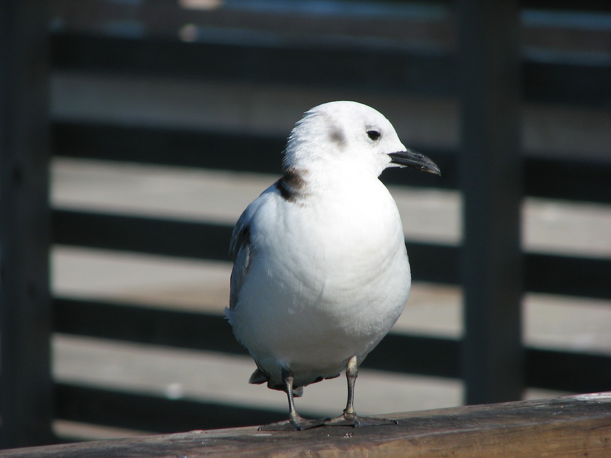 Black-legged Kittiwake - ML31381951